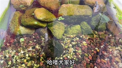 养龟风水|家里养乌龟对风水好吗？养乌龟的风水禁忌有哪些